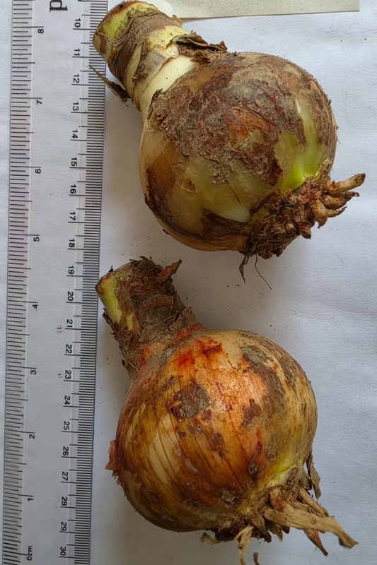Amaryllis Australian Mixed Extra Large-Size bulbs – pack of 5 premium mixed color amaryllis bulbs for garden