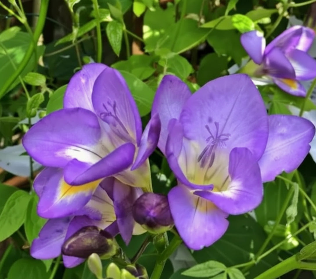 Freesia Blue - 100 Bulbs (Top-size)