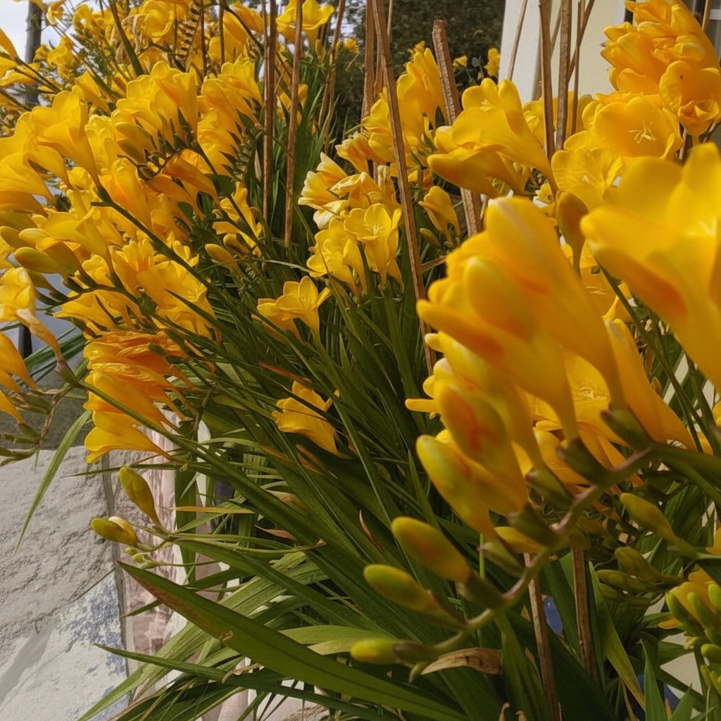 Freesia Tall Yellow Large-Size – bright yellow freesia flowers on tall stems in full bloom