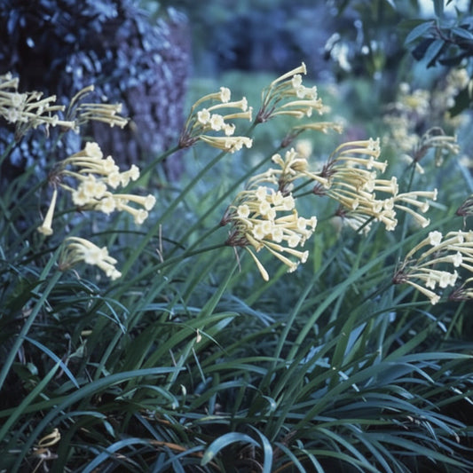 Ifafa Lily Cream White Extra Large-Size bulbs – vibrant cluster of deep red Cyrtanthus lily blooms