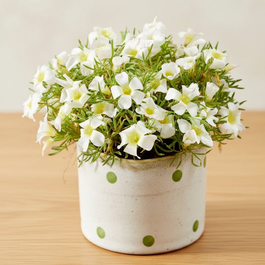 Oxalis White Top-Size – elegant white wood sorrel flowers growing in indoor pot or container