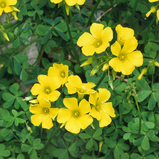 Oxalis Yellow Top-Size – cheerful yellow wood sorrel flowers with clover-like foliage in full bloom