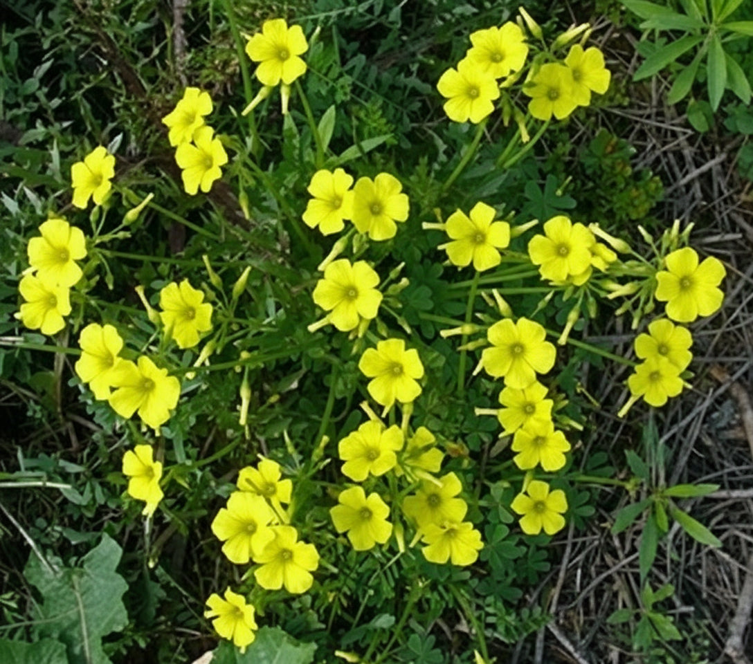 Oxalis Yellow3