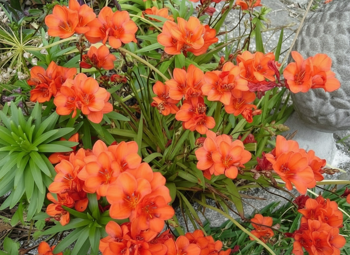 Tritonia Crocata Red3