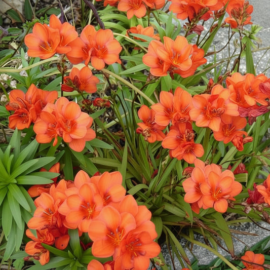 Tritonia Crocata Orange-Red Top-Size bulbs in garden – bright orange-red blooms