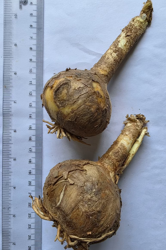 Lycoris White - 4 Bulbs (Top-size)