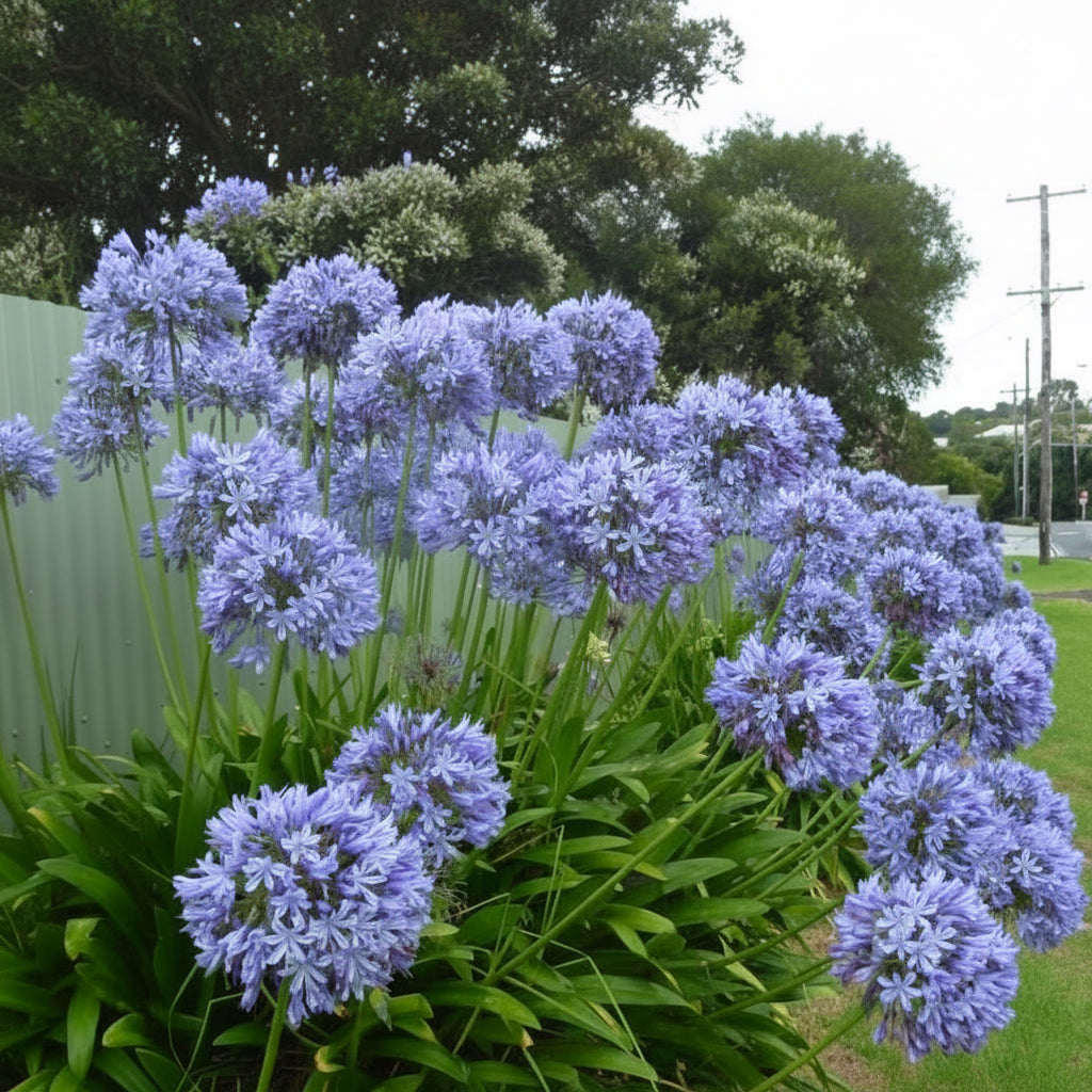 Agapanthus Blue African Lily Top-Size – stunning blue trumpet-shaped flowers in large rounded clusters in full bloom