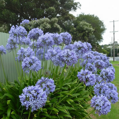 Agapanthus Blue African Lily Top-Size – stunning blue trumpet-shaped flowers in large rounded clusters in full bloom