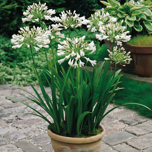 Agapanthus White Top-Size – pristine white trumpet-shaped flowers in large rounded clusters in full bloom