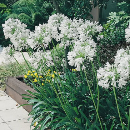 Agapanthus White Top-Size – 4 bulbs producing elegant pure white African lily flowers in garden or border