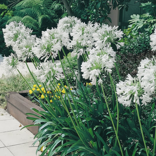 Agapanthus White Top-Size – 4 bulbs producing elegant pure white African lily flowers in garden or border