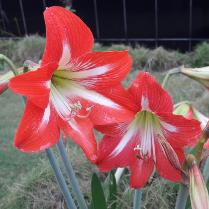 Amaryllis Australian Mixed Extra Large-Size – 5 bulbs producing spectacular mixed colour amaryllis blooms in garden