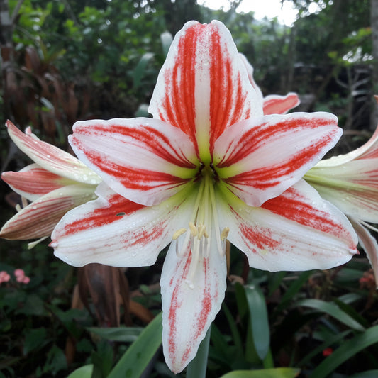 Amaryllis Australian Mixed Extra Large-Size – spectacular mixed colour amaryllis flowers in full bloom