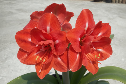 Amaryllis Double Red Top-Size – stunning double-petalled red amaryllis flowers in full bloom