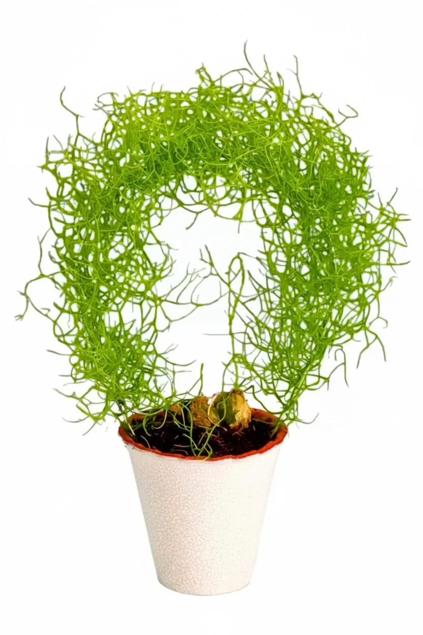 Bowiea Volubilis Top-Size – unusual green climbing onion bulbs with delicate creeping vines sprouting