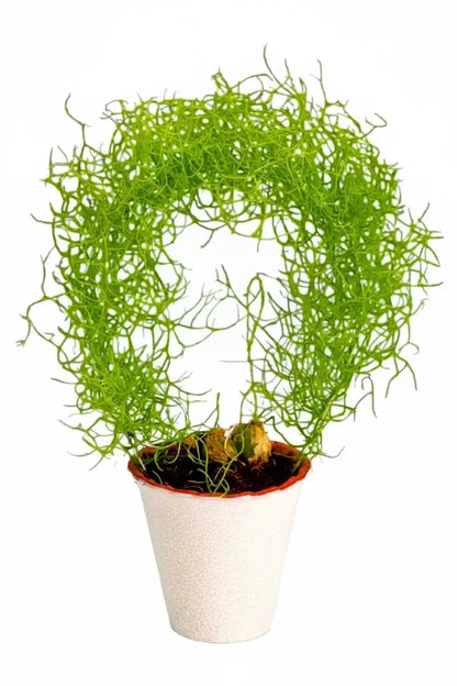 Bowiea Volubilis Top-Size – unusual green climbing onion bulbs with delicate creeping vines sprouting