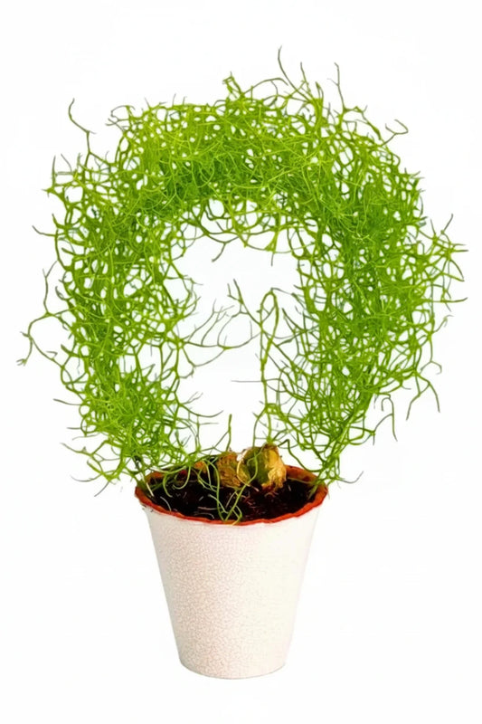 Bowiea Volubilis Top-Size – unusual green climbing onion bulbs with delicate creeping vines sprouting