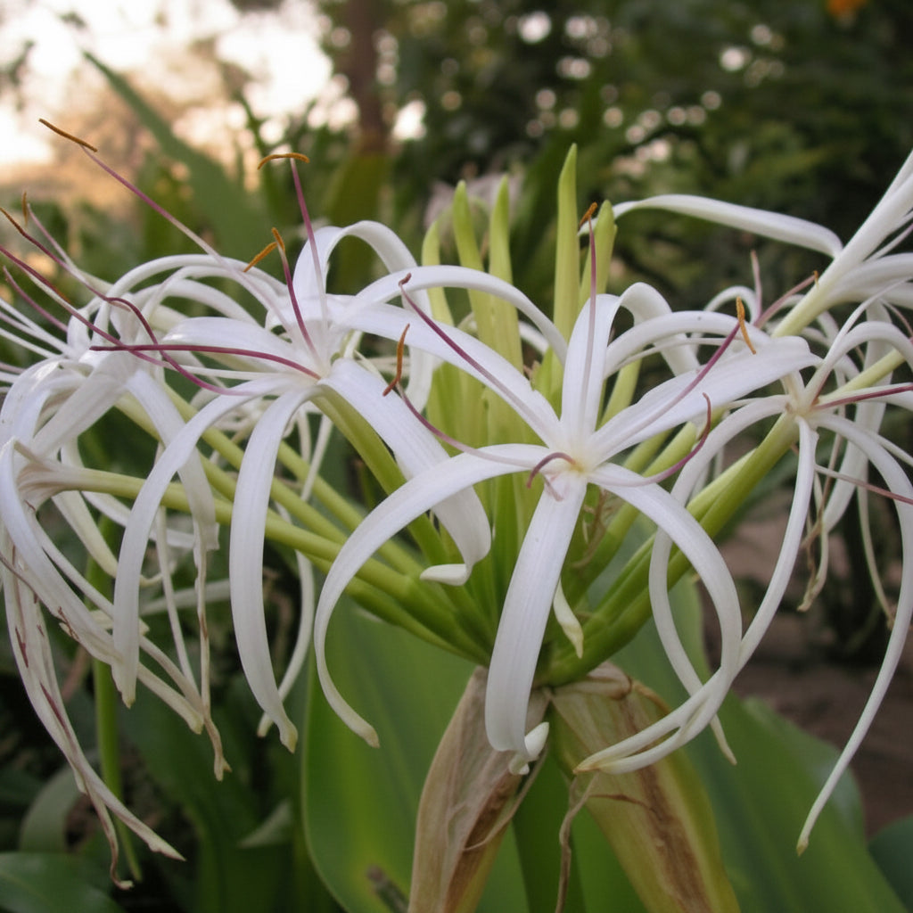 Crinum Asiaticum White Extra Large-Size – elegant white spider lily flowers with long strap-like petals in full bloom