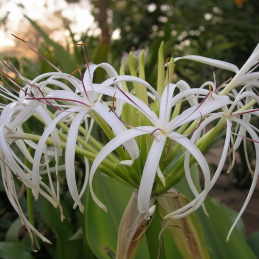Crinum Asiaticum White Extra Large-Size – elegant white spider lily flowers with long strap-like petals in full bloom