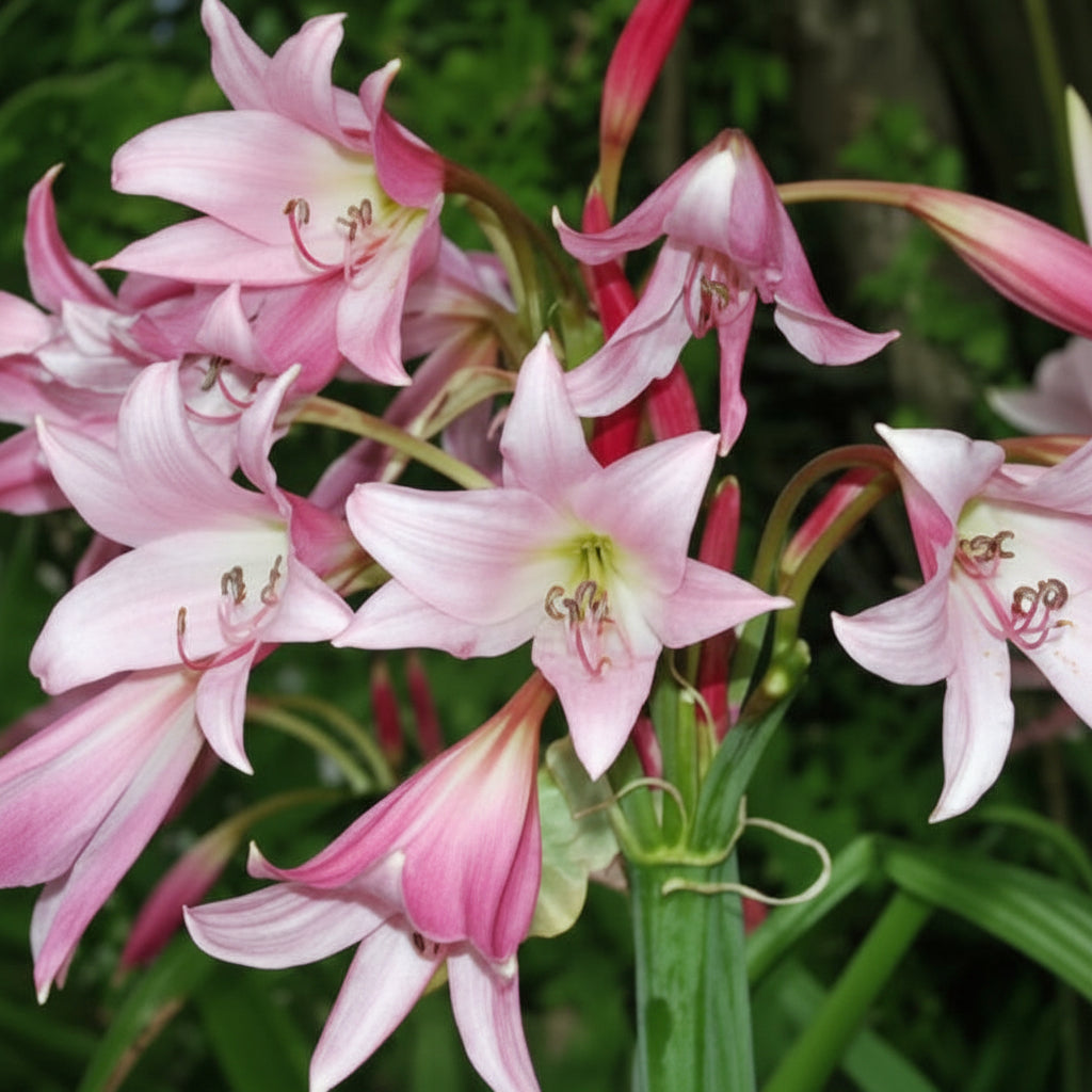 Crinum Pink Extra Large-Size – elegant soft pink spider lily flowers with long strap-like petals in full bloom
