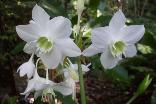 Eucharis Lily White Scented Extra Large-Size – elegant white Amazon lily flowers with sweet fragrance in full bloom