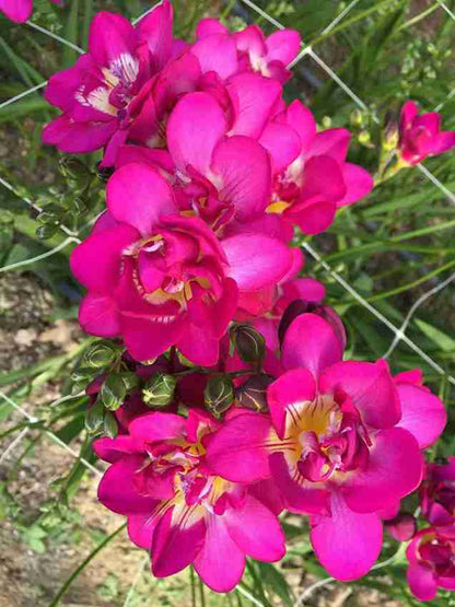 Freesia Double Pink Top-Size – lush double-petalled pink freesia flowers in full bloom