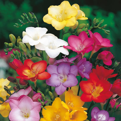 Freesia Holland Mixed Large-Size – vibrant mixed colour freesia flowers in full bloom