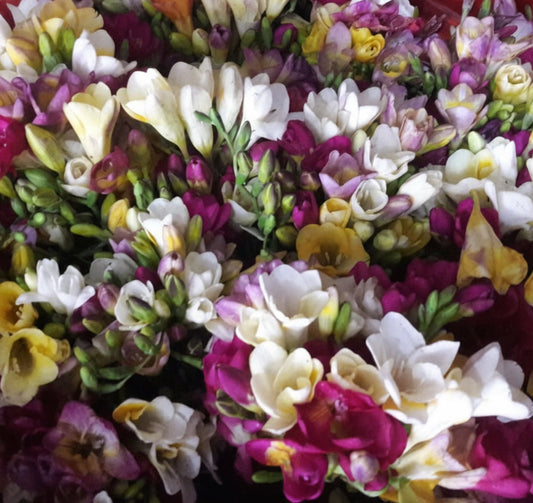 Freesia Regular Best Mixed - 100 Bulbs (Jumbo-size)