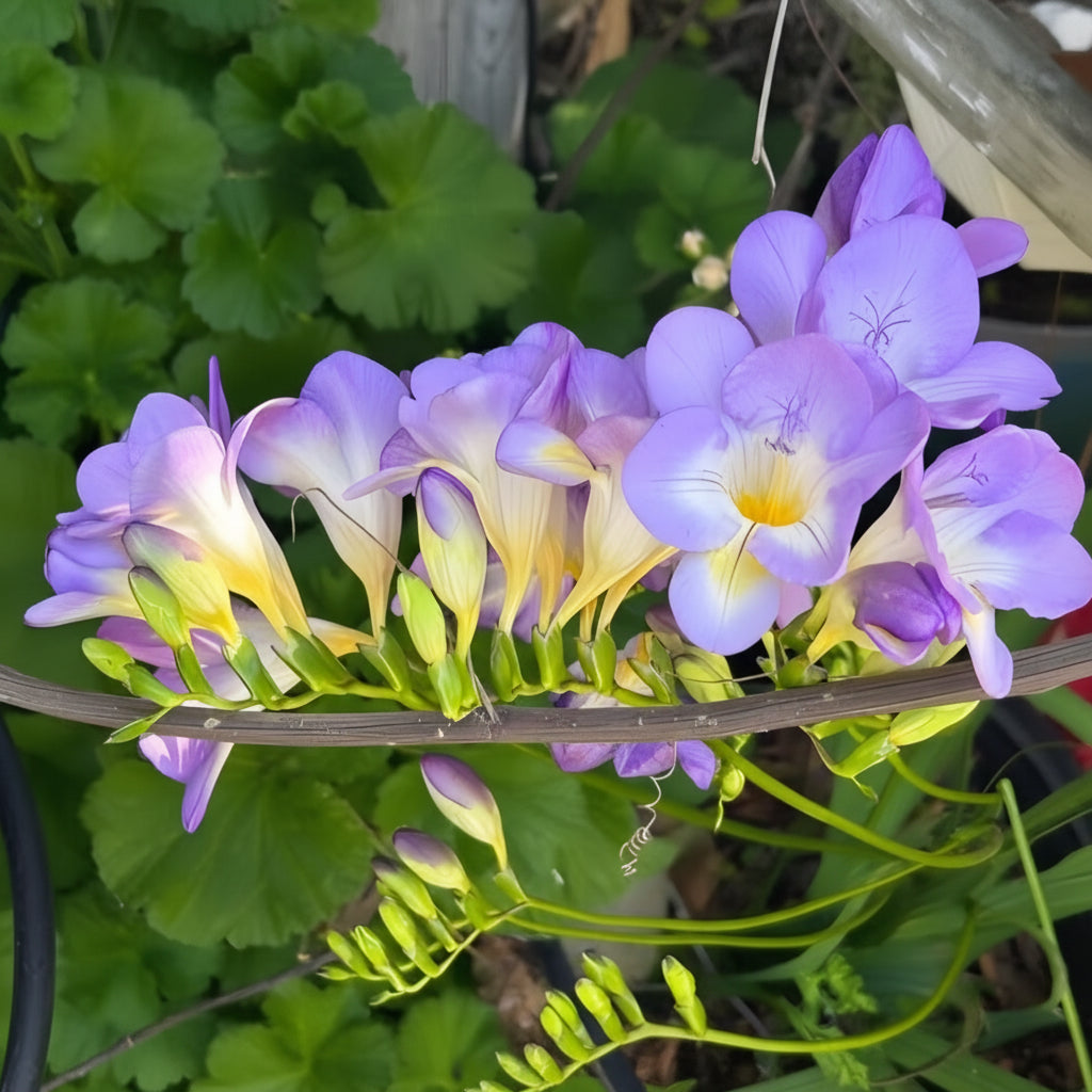 Freesia Holland Mixed Large-Size – assorted colour freesia as fragrant cut flowers