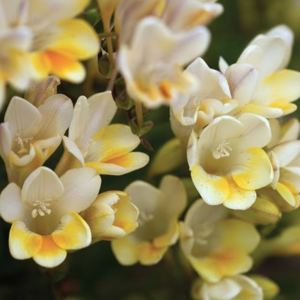 Freesia Holland Mixed Large-Size – assorted colour freesia as fragrant cut flowers