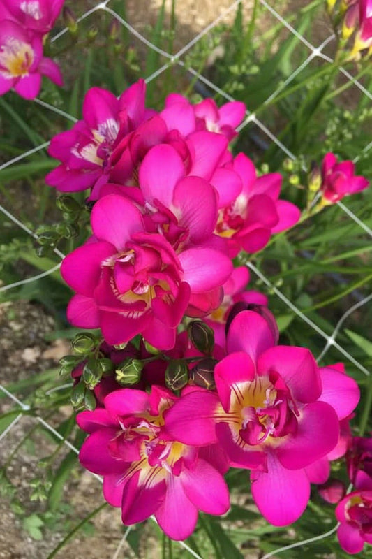 Freesia Holland Mixed Large-Size – assorted colour freesia as fragrant cut flowers