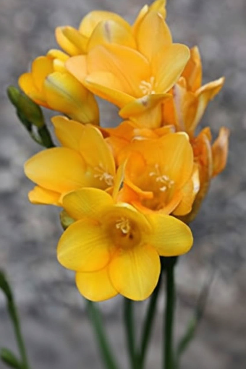 Freesia Holland Mixed Large-Size – assorted colour freesia as fragrant cut flowers