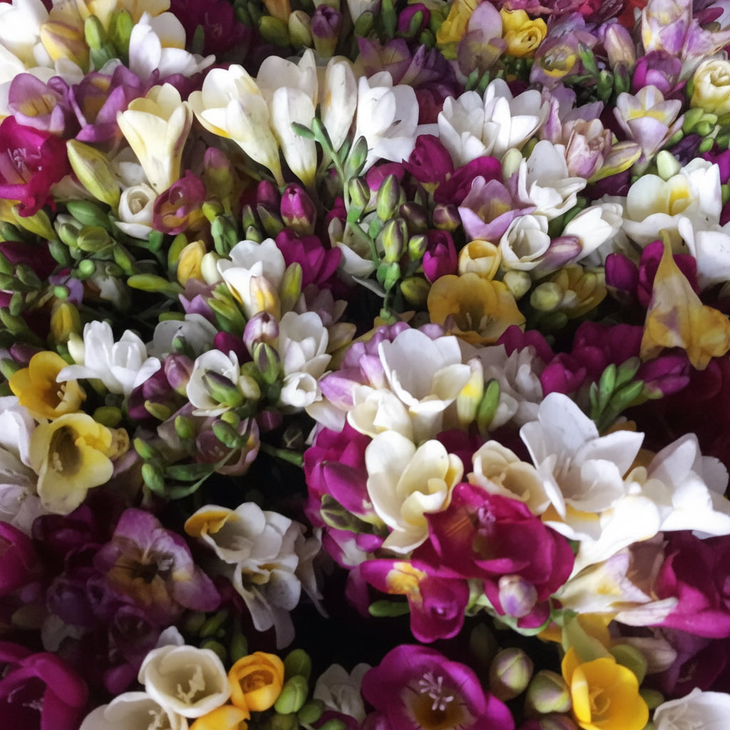 Freesia Regular Best Mixed Top-Size – vibrant assorted freesia flowers in full bloom