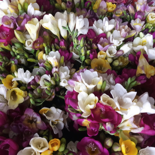 Freesia Regular Best Mixed Top-Size – vibrant assorted freesia flowers in full bloom