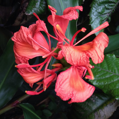 Ginger Lily Best Mixed Top-Size – stunning fragrant mixed colour Hedychium butterfly ginger flowers in full bloom