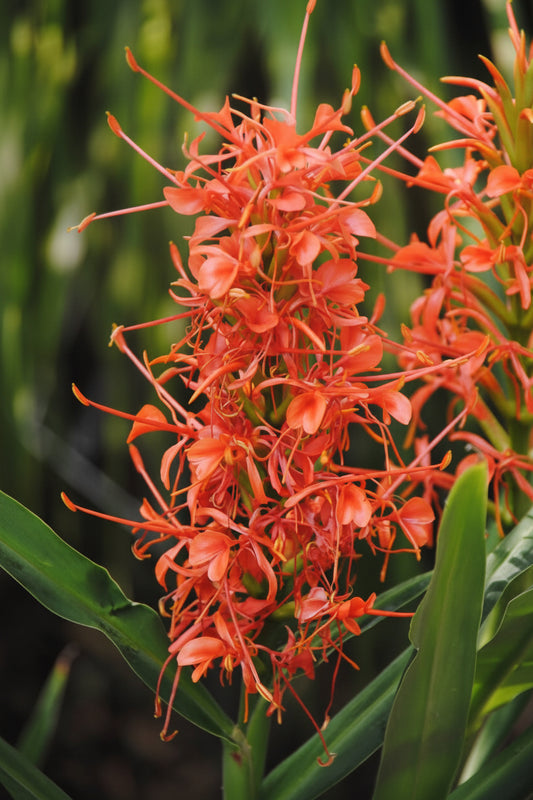 Ginger Lily Best Mixed Top-Size bulbs – vibrant cluster of assorted colour fragrant ginger lily blooms
