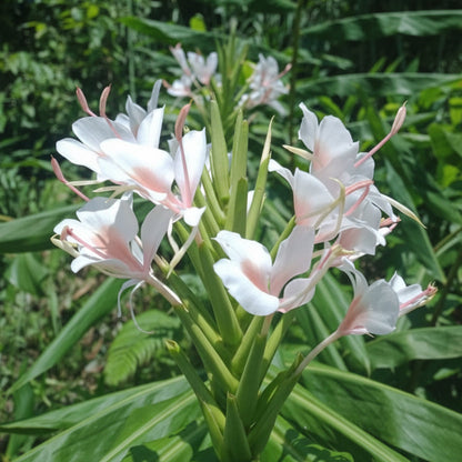 Ginger Lily Best Mixed Top-Size – exotic fragrant mixed colour Hedychium ginger lily blooms in large pot