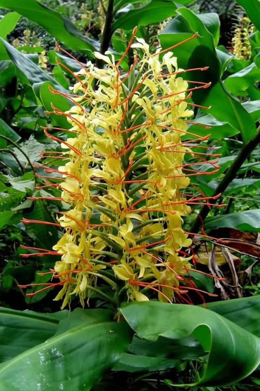 Ginger Lily Best Mixed Top-Size bulbs – vibrant cluster of assorted colour fragrant ginger lily blooms