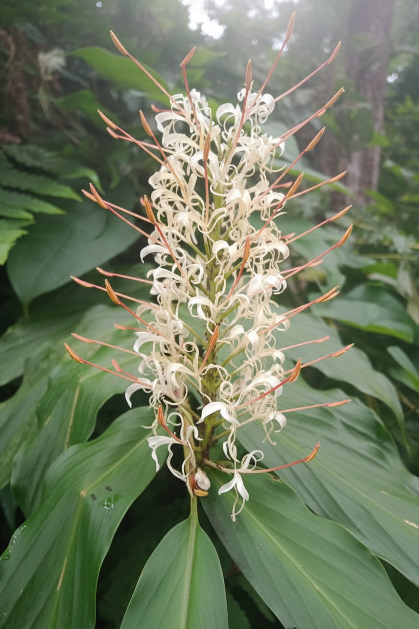 Ginger Lily Best Mixed Top-Size bulbs – vibrant cluster of assorted colour fragrant ginger lily blooms