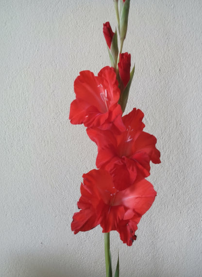 Gladioli Five Different Types1