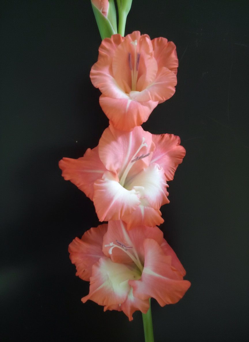 Gladioli Five Different Types2