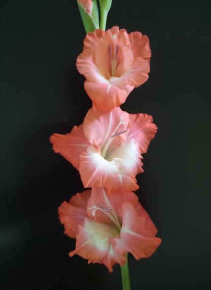 Gladioli Five Different Types2