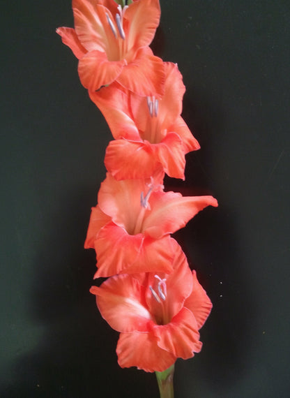 Gladioli Five Different Types3