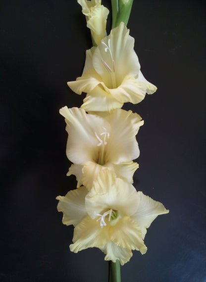 Gladioli Five Different Types4