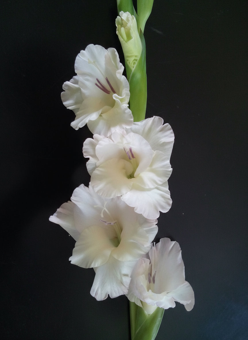 Gladioli Five Different Types5