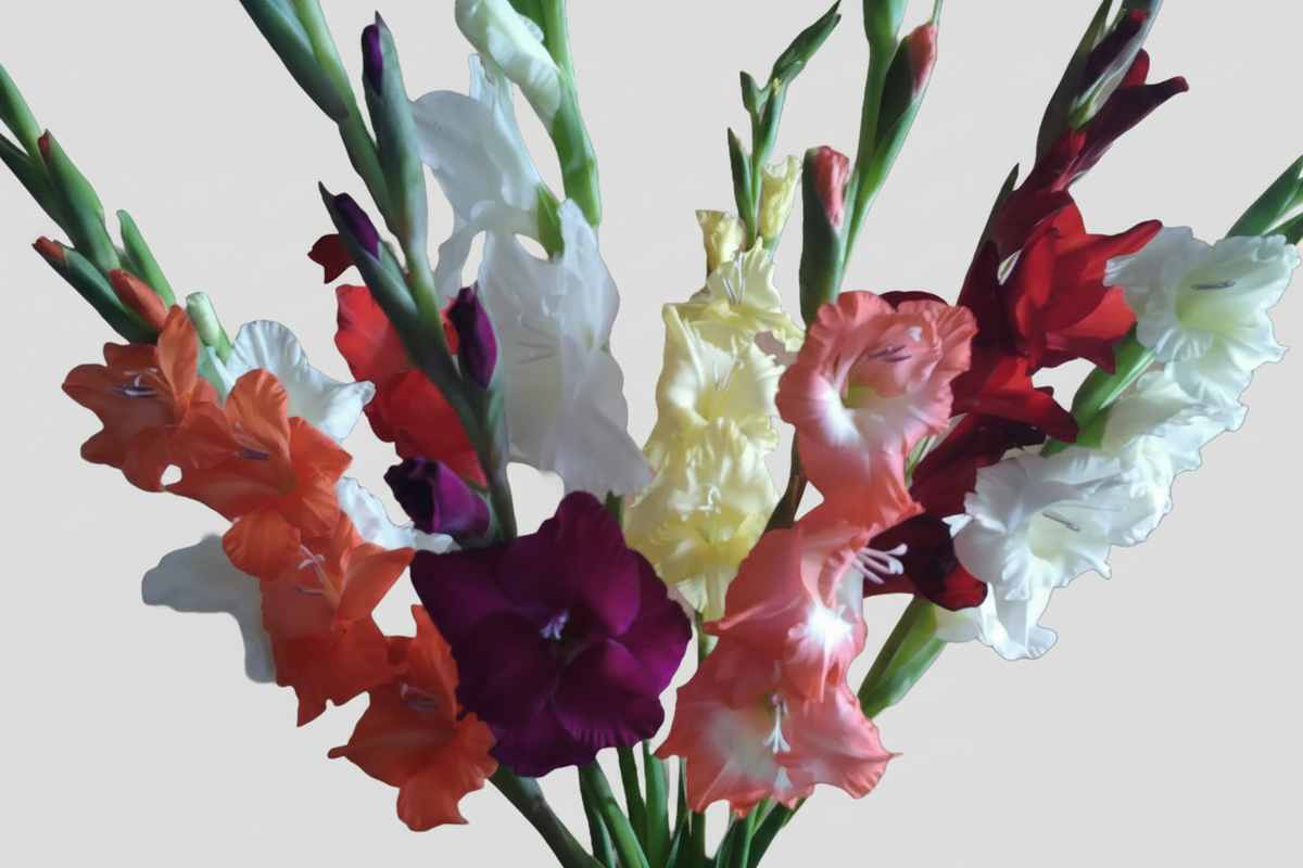 Gladioli Best Mixed Top-Size – stunning mixed colour gladiolus flowers on tall spikes in bloom