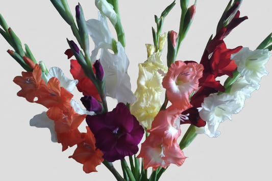 Gladioli Best Mixed Top-Size – stunning mixed colour gladiolus flowers on tall spikes in bloom