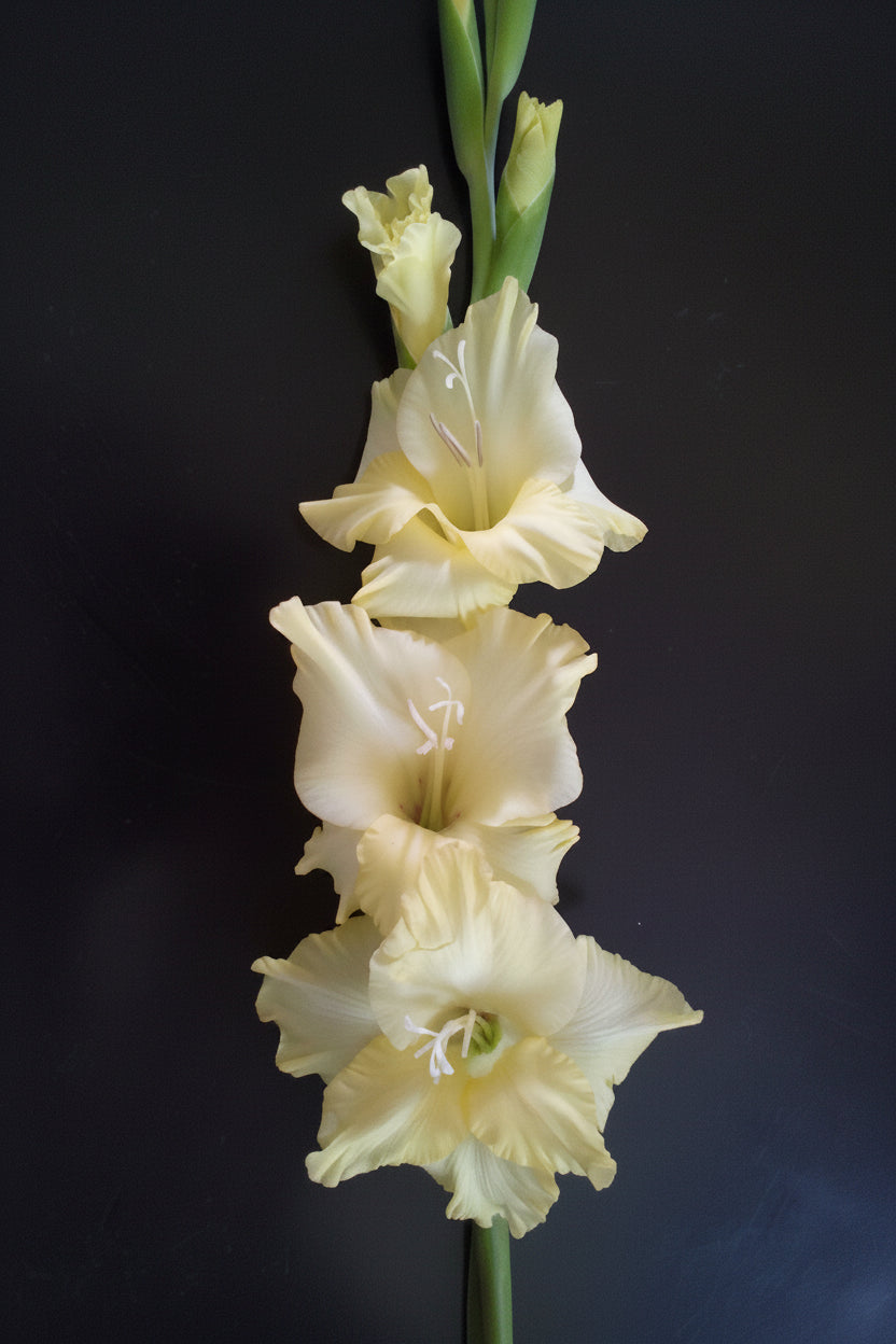 Gladioli Holland Mixed Extra Large-Size – 10 premium Dutch grade mixed colour gladiolus corms for planting
