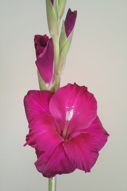 Gladioli Holland Mixed Extra Large-Size – spectacular mixed colour Dutch gladiolus flowers on tall spikes in bloom