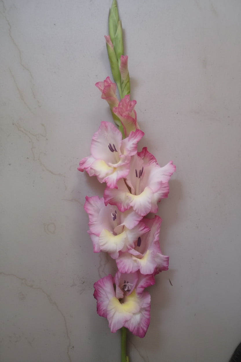 Gladioli Holland Mixed Extra Large-Size – spectacular mixed colour Dutch gladiolus flowers on tall spikes in bloom